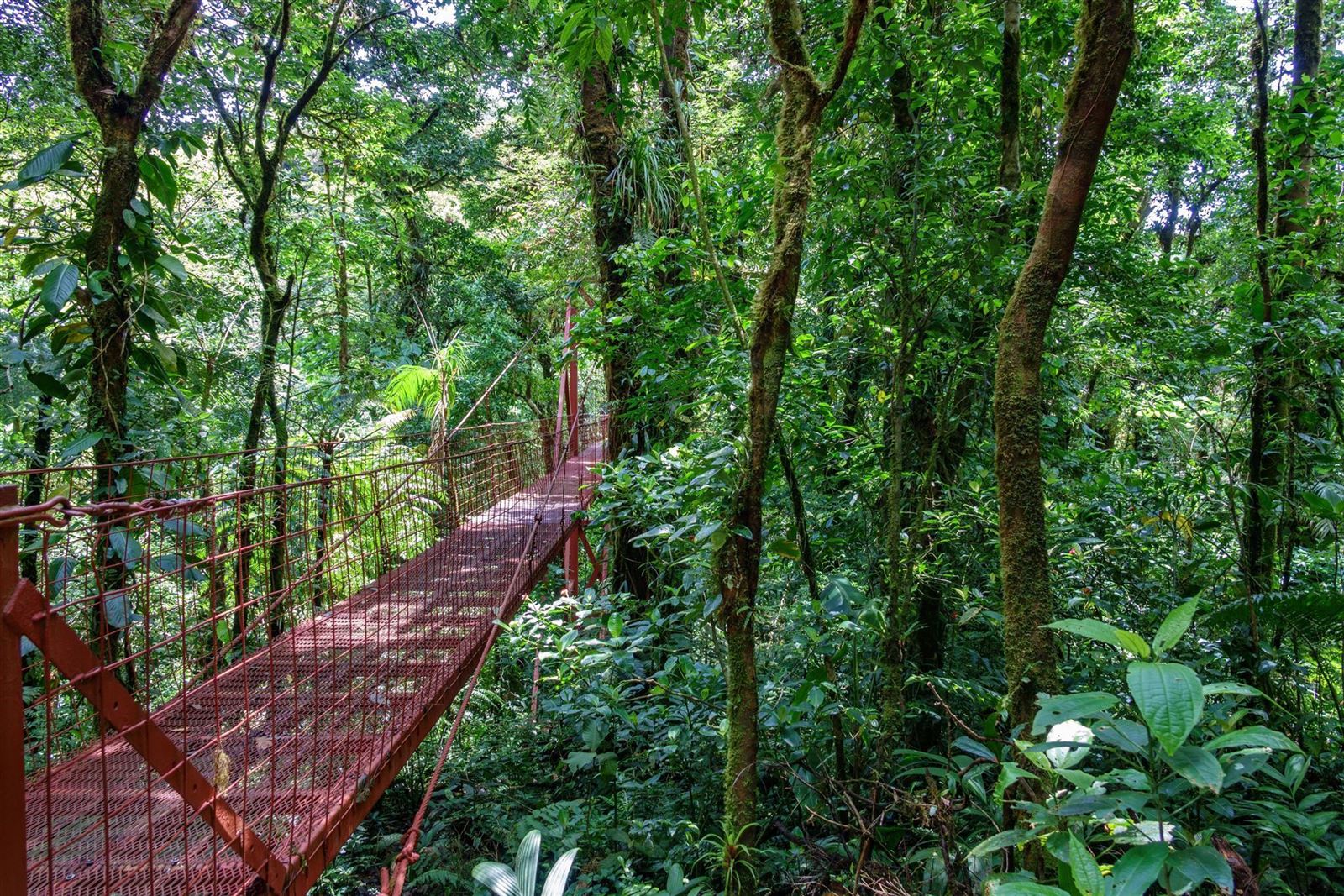 Hängebrücke im Monteverde